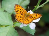 058-marbledfritillary2