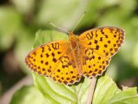 059-marbledfritillary3