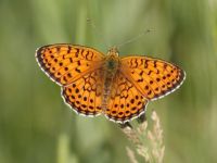 060-twin-spotfritillary1
