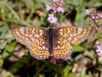 061-marshfritillary1