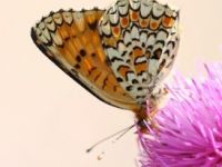 063-easternknapweedfritillary2