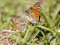065-glanvillefritillary1