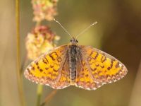 066-lesserspottedfritillary1