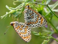 067-lesserspottedfritillary2