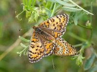 068-lesserspottedfritillary3
