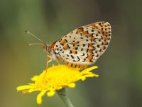 069-lesserspottedfritillary4