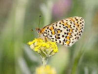 070-lesserspottedfritillary5