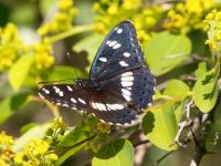 072-southernwhiteadmiral1