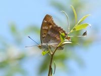 073-freyerspurpleemperor1