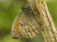 075-latticebrown1