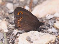080-woodlandringlet1