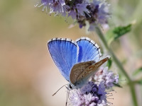 Adonis-Blue-_43A9474