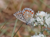 Adonis-Blue-male-_43A1279