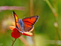 Balkan-Copper-_43A2444