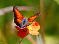 Balkan-Copper-_43A2446