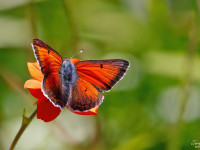 Balkan-Copper-_43A2485