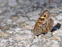 Balkan-Grayling-_43A9633