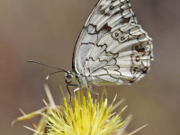 Balkan-Marbled-White-_43A9760