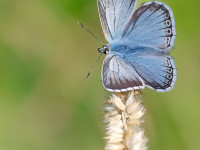 Chalkhill-Blue-_43A0764-1