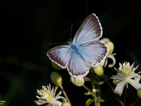 Chalkhill-Blue-_43A0773-1