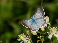 Chalkhill-Blue-_43A0789-1