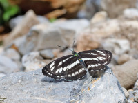 Common-Glider-_43A2008-1