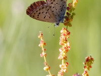 Eastern-Baton-Blue-_43A0270-2