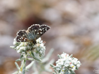 Grizzled-Skipper-_43A1296-1
