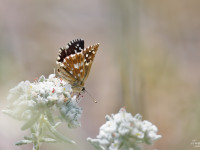 Grizzled-Skipper-_43A1300-1