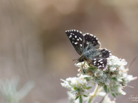 Grizzled-Skipper-_43A1302-1