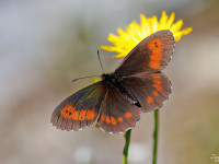 Large-Ringlet-_43A3212-1