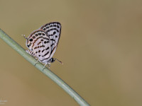 Little-Tiger-Blue-_43A8308-1