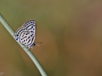 Little-Tiger-Blue2-_43A8340-1