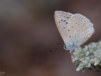 Meleagers-Blue-_43A0890-1