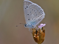 Meleagers-Blue-_43A1153-1