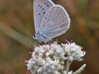 Meleagers-Blue-_43A1196-1