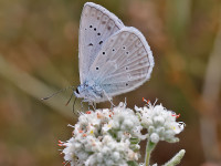 Meleagers-Blue-_43A1203-1