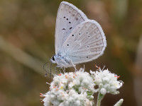 Meleagers-Blue-_43A1206-1