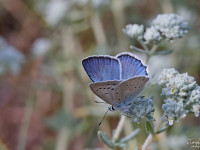 Meleagers-Blue-_43A1412-1