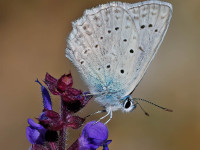 Meleagers-Blue-_43A9493-1