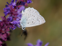 Meleagers-Blue-_43A9526-1