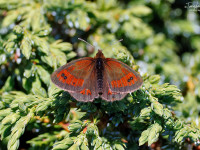 Nicholls-Ringlet-_43A3242-1