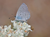 Osiris-Blue-_43A1317