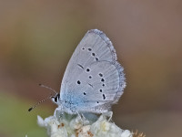 Osiris-Blue-_43A1321