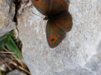 Ottomans-Brassy-Ringlet-_43A8510-1