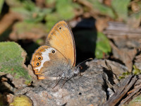 Pearly-Heath-_43A3727-1