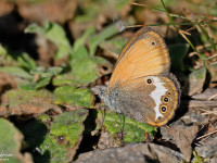 Pearly-Heath-_43A3729-1