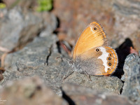 Pearly-Heath-_43A3781-1