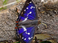 Purple-Emperor-_43A0120-1