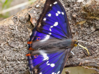 Purple-Emperor-_43A0125-1